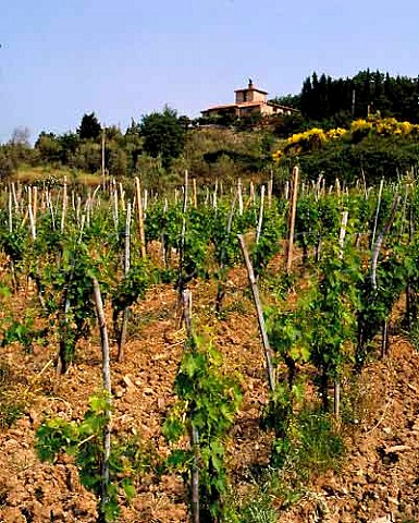 Vineyard of Riecine a small estate high in the   hills above Gaiole in Chianti Tuscany Italy  Chianti Classico