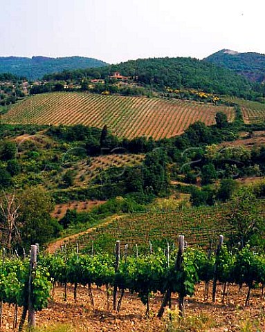 View onto Riecine a small estate high in the hills   above Gaiole in Chianti Tuscany Italy  Chianti Classico