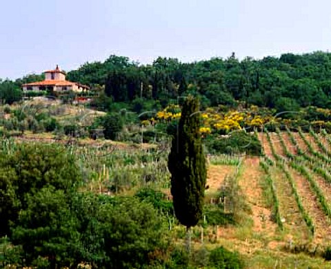 Vineyard of Riecine a small estate high in the   hills above Gaiole in Chianti Tuscany Italy  Chianti Classico