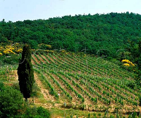 Vineyard on the estate of Riecine situated high in   the hills above Gaiole in Chianti Tuscany Italy   Chianti Classico