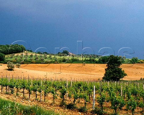 Stormy light over vineyard of Felsina at Castelnuovo   Berardenga This vineyard on the edge of the   property is just outside the Chianti Classico area   and is therefore in Chianti Colli Senesi  Tuscany