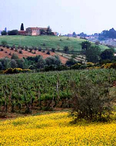 La Rancia vineyard and springtime mustard   Owners Felsina use the grapes from here to make a   single vineyard Chianti Classico Riserva called   Vigneto Rancia   Castelnuovo Berardenga Tuscany Italy