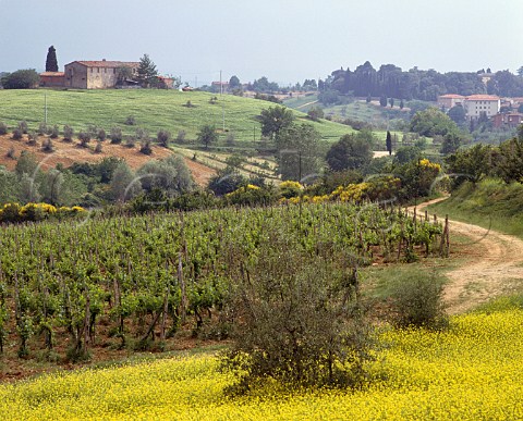 La Rancia vineyard of Felsina with springtime   mustard Grapes from here are used to make Vigneto   Rancia a single vineyard Chianti Classico Riserva   Castelnuovo Berardenga Tuscany Italy