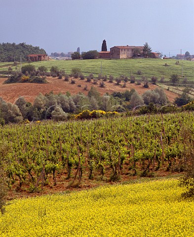 La Rancia vineyard of Felsina with springtime mustard Grapes from here are used to make Vigneto Rancia a single vineyard Chianti Classico Riserva Castelnuovo Berardenga Tuscany Italy