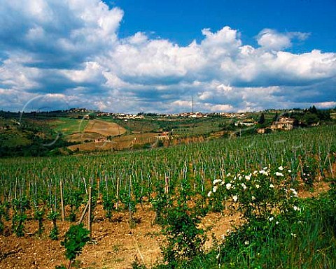 View over the Flaccianello vineyard of Fontodi to   the Golden Shell of Panzano below the town of   Panzano in Chianti  Tuscany Italy    Chianti Classico