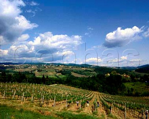 Workers in vineyard of Castello dei Rampolla   near Panzano in Chianti Tuscany Italy    Chianti Classico