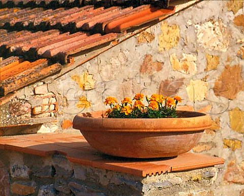 Flowerpot at Castello dei Rampolla Santa Lucia in   Faulle Panzano in Chianti Tuscany  Chianti   Classico