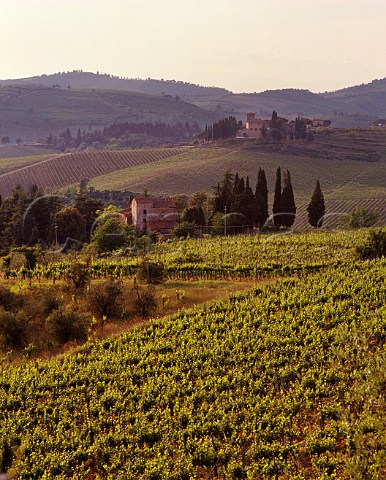 In foreground is the vineyard in which Fontodi grow white grape varieties Pinot Bianco Sauvignon Blanc and Gewrztraminer beyond is Castello dei Rampolla and its vineyards around Santa Lucia in Faulle Panzano in Chianti Tuscany Italy  Chianti Classico