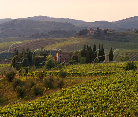 In foreground is the vineyard in which Fontodi grow their white grape varieties  Pinot Bianco Sauvignon Blanc and Gewrztraminer beyond is Castello dei Rampolla and its vineyards around Santa Lucia in Faulle Panzano in Chianti Tuscany Italy  Chianti Classico