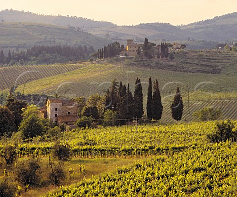 In foreground is the vineyard in which Fontodi grow their white grape varieties  Pinot Bianco Sauvignon Blanc and Gewrztraminer Beyond is Castello dei Rampolla and its vineyards around Santa Lucia in Faulle Near Panzano in Chianti Tuscany Italy