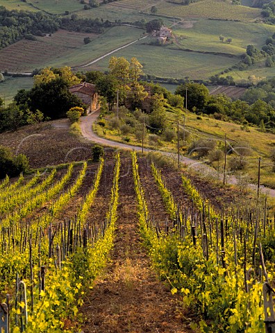 Vineyard of Fontodi Panzano in Chianti Tuscany   Italy     Chianti Classico