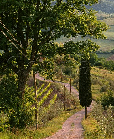 Track through vineyard of Fontodi near   Panzano in Chianti Tuscany Italy   Chianti Classico