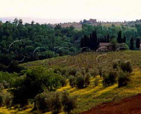 Springtime mustard in olive grove next to the   Casalino vineyard on the Felsina estate   Castelnuovo Berardenga Tuscany Italy    Chianti Classico