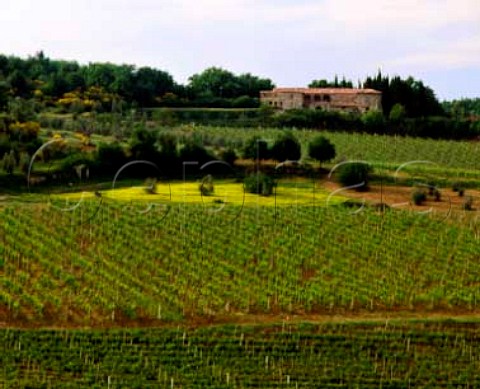 La Rancia vineyard below the house of the same name   on the Felsina estate at Castelnuovo Berardenga   Tuscany Italy       Chianti Classico