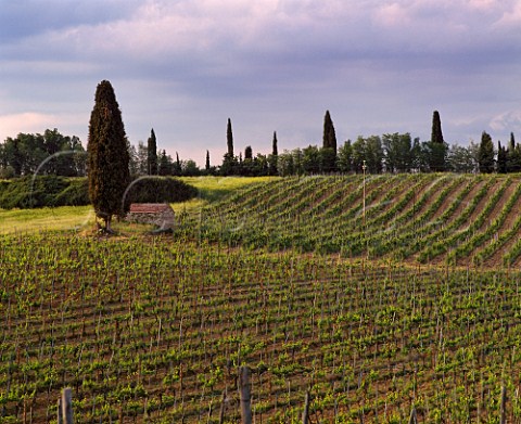 Vineyards of San Giusto a Rentennano   near Pianella Tuscany Italy