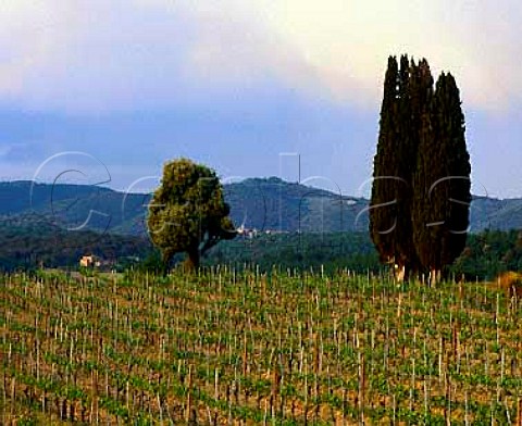 Vineyard of San Giusto a Rentennano   near Pianella Tuscany Italy  Chianti Classico