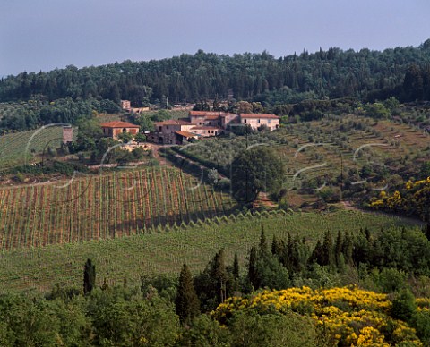 Vineyards and olive grove of Isole e Olena around the hamlet of Isole near Barberino Val dElsa Tuscany Italy   Chianti Classico