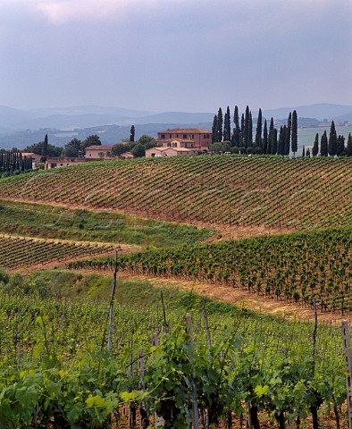 Vineyards on the estate of Altesino Montalcino Tuscany Italy Brunello di Montalcino