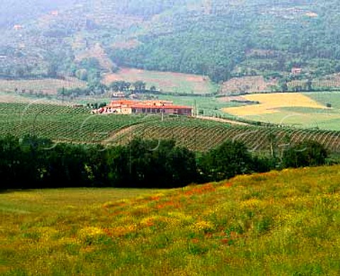 Val di Suga winery and vineyards Montalcino   Tuscany Italy   Brunello di Montalcino
