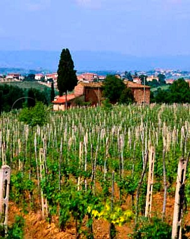 Vineyards and property of Poderi Boscarelli at   Cervognano Montenero with village of Acquaviva   beyond near Montepulciano Tuscany Italy   Vino Nobile di Montepulciano
