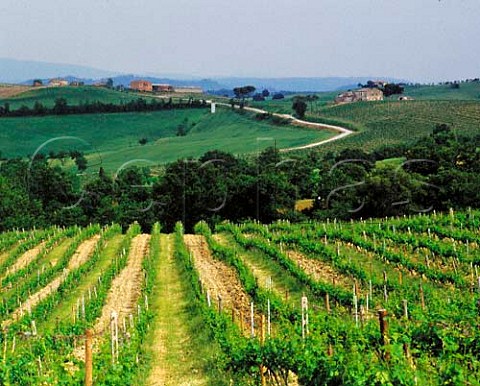 Vineyards near Cervognano Montenero Montepulciano   Tuscany DOCG Vino Nobile di Montepulciano