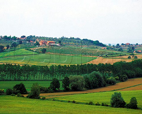 Vineyard and landscape near Cervognano Montenero   Montepulciano Tuscany DOCG Vino Nobile di   Montepulciano