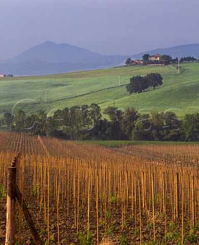Forest of canes in new vineyard near Montepulciano Tuscany   Italy  Vino Nobile di Montepulciano