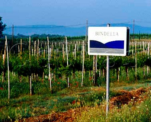 Vineyard on Vallocaia estate of Rudolf Bindella at   Argiano near Montepulciano Tuscany Italy   Vino Nobile di Montepulciano
