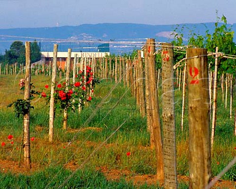 Vineyard and winery on Vallocaia estate of Swiss   importer Rudolf Bindella at Argiano near   Montepulciano Tuscany DOCG Vino Nobile di   Montepulciano