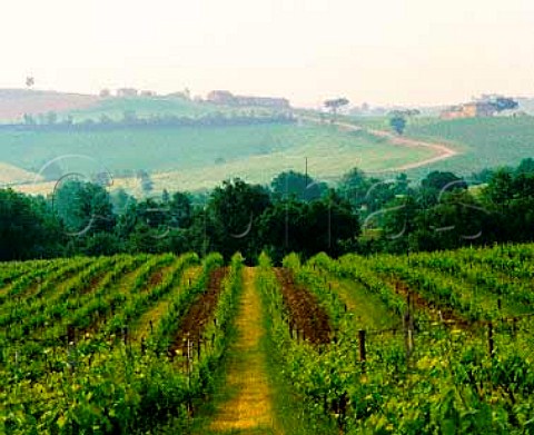 Vineyard near Cervognano Montenero Montepulciano   Tuscany Italy      Vino Nobile di Montepulciano