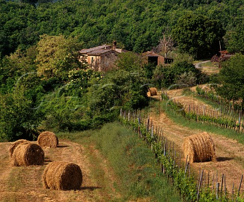 Straw bales between rows of vines  Montepulciano Tuscany Italy