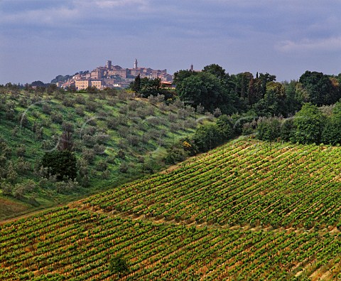 The hilltop town of Montepulciano with vineyard and olive grove in foreground    Tuscany Italy Vino Nobile di Montepulciano