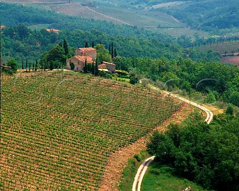 Casa Vecchia vineyard of Castello di Volpaia near   Radda in Chianti Tuscany Italy Chianti Classico