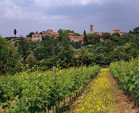 Vineyard of Isole e Olena by the hamlet of Olena   near Barberino Val dElsa Tuscany Italy  Chianti Classico