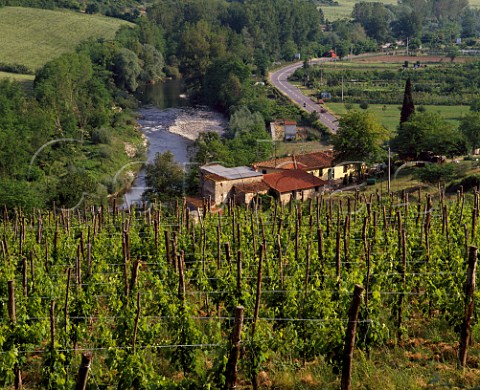 Vineyard on the Selvapiana estate above the Sieve River Pontassieve Tuscany Italy   Chianti Rufina