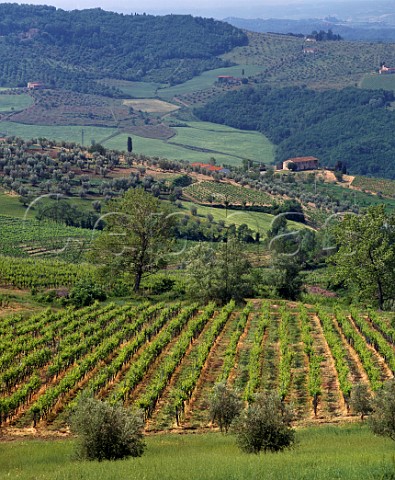 Vineyards and olive groves above the Arno River valley Pontassieve Tuscany Italy  Chianti Rufina