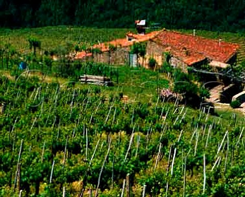 Vineyard and house at Pomino Tuscany Italy  Pomino