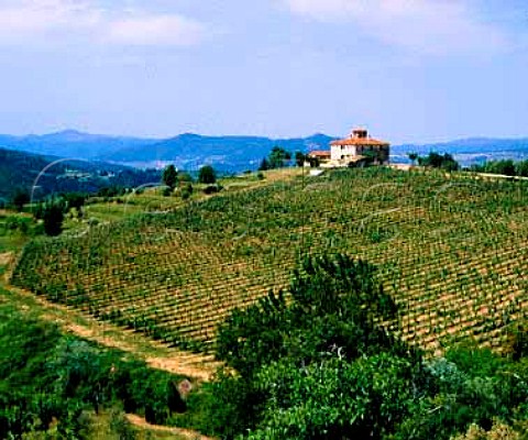 Vineyard at Pomino Tuscany Italy    Pomino