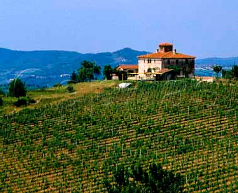 Vineyard at Pomino Tuscany Italy  Pomino