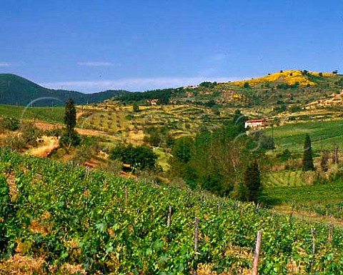 Vineyards of Tenuta di Capezzana owned by Ugo   Contini Bonacossi and family at Seano di   Carmignano Tuscany Italy    Carmignano
