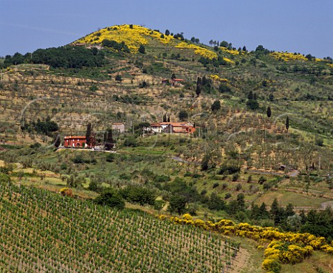 Vineyard of Tenuta di Capezzana Seano di   Carmignano Tuscany Italy  Carmignano