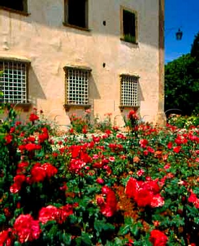The rose garden on the patio of the   15thcentury Villa di Capezzana the property   of Ugo Contini Bonacossi and family   Seano di Carmignano Tuscany Italy  Carmignano