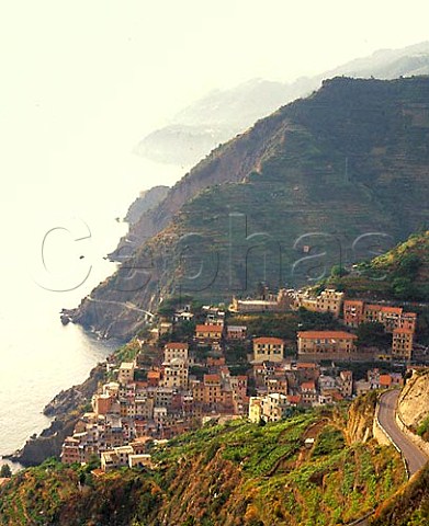 Village of Riomaggiore surrounded by terraced   vineyards in the beautiful Cinque Terre region of   Liguria Italy