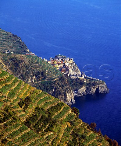 Terraced vineyards surround the village of Manarola   in the beautiful Cinque Terre region of Liguria   Italy