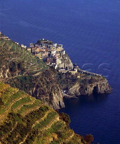Terraced vineyards surround the village of Manarola   in the beautiful Cinque Terre region of Liguria   Italy