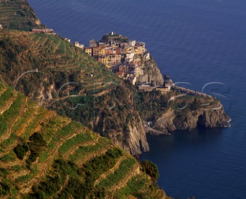 Terraced vineyards surround the village of Manarola  in the beautiful Cinque Terre region of Liguria Italy