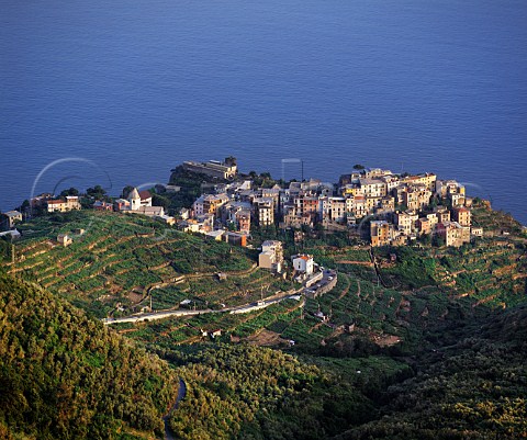 Terraced vineyards around the village of Corniglia in the beautiful Cinque Terre region of Liguria Italy
