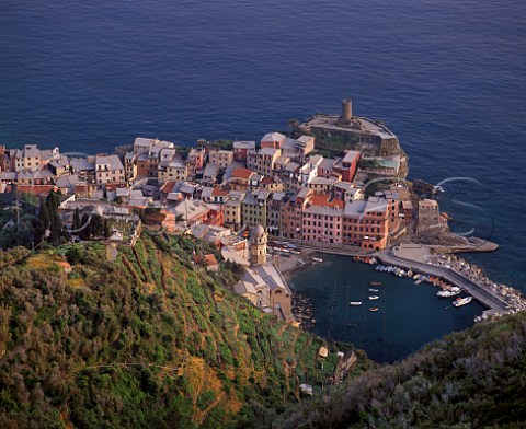 Terraced vineyards and low trees cover the hillside  leading down to the village of Vernazza in the  beautiful Cinque Terre region of Liguria Italy