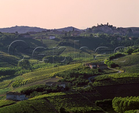 Evening light on vineyards at Barbaresco with village of Neive on the hill in distance Piemonte Italy