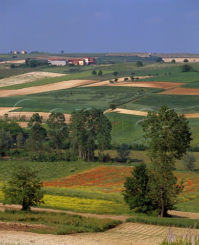 Agricultural landscape in spring north of Asti Piemonte Italy
